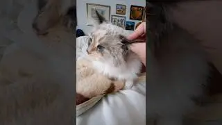 Blue eyed cat loves ear rubs #shorts #skyblueduchessshorts