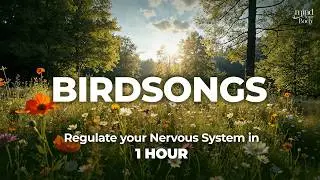 1 Hour Birdsong To Regulate Your Nervous System | Guided Meditation | Mind Your Body