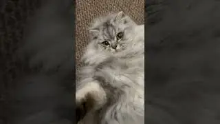 Soft, sweet, and dangerously fluffy!#FluffAttack #CuddleMonster #PurrMachine #FelineCharm