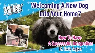 Welcoming A New Dog Into Your Home? How To Have A Successful Integration ft. Linda Hughes