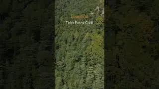 The Beauty of Earth: Lush Forests #short#