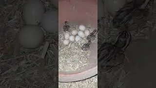 just hatched grey francolin babies #shorts #asmr #hatchegg