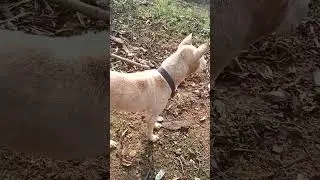 #dog as lion Roar #shortvideo