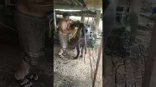 🐃🐃 buffalo 🐃washing #shorts