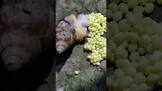 The process of giving birth to life.#snail #snailvideo #eatingsnail #life