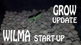 Grow Update 27-03-20 : Bubble Gum, Sweet Critical & Lemon Candy.