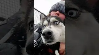 ОБИЖАЛИ ДЕВОЧКУ ! #сша #america #shorts #husky #love #хаски #жизнь #my #day #usa