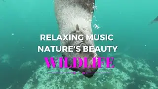 Wildlife Symphony: A Visual and Audio Journey through Nature's Beauty