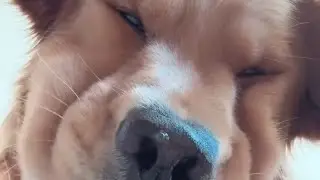 Dog nose drop right at the camera