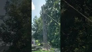 HOW TO DROP A TREE TRUNK RIGHT By THE EXPERTS!!