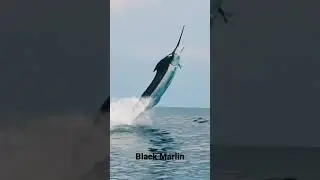 Black Marlin