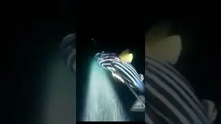 Rekomendasi senter untuk spearfishing dimalam hari