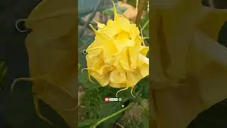 Beautiful Yellow Datura Flower / Dhutra phool #shorts #youtubeshorts #shortvideo