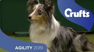 Agility Championship Round 1 &ndash; Jumping - Medium | Crufts 2019