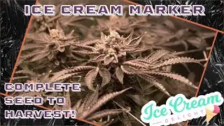 Ice Cream Marker | The Complete Seed to Harvest!
