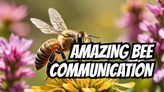 The Amazing Honeybee Waggle Dance Explained!