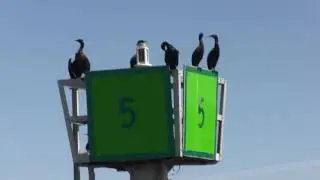 Double-crested cormorants on East Sand Island - finding balance