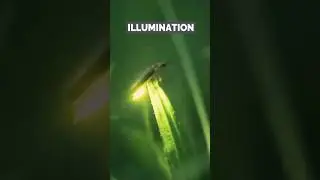 See the 5 reason why firefly produce light #short #animals #wildlife #bug