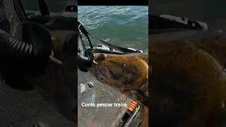 como pescar tra&iacute;ra na  Jurumirim ponte da Raposo Tavares pr&oacute;ximo ao Riviera de santa Catarina