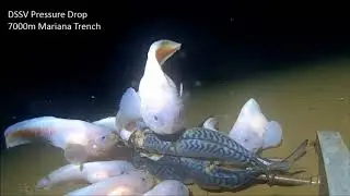 Mariana Trench: Mariana Snailfish