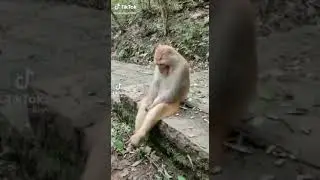 raspet 🤣