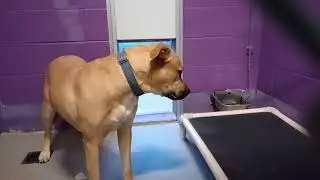 Tanner 1y Pet Id 944937 kennel 16 HSSAZ shelter didn't win him over today, many bad vibes20260109548