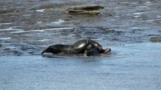 seals play fighting seal sands hartlepool 3