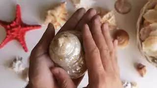 Deniz kabugu sepeti ~ 14