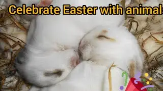 Celebrate Easter with animals.        與可愛動物度過復活節#easter #easterbunny #cute