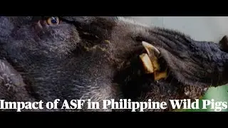 VMED 291 - Impact of (African Swine Fever) ASF in Philippine Wild Pigs