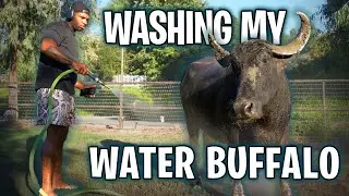 Buffalo Bath Time: Splashing Around with My Giant Friend!