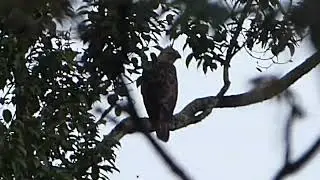 Javan Hawk-Eagle, Nisaetus bartelsi, Gunung Halimun, Java, Indonesia, 8 July 2022