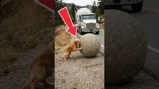 Hero Golden Dog Stops Cement Truck to Save a Life from Deadly Landslide 🐕⛰️