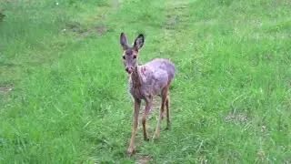 When the curious deer smells me.