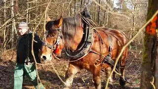 Mit dem Pferd Holz r&uuml;cken im Wald, naturschonend , Naturschutzverein S&uuml;dpfalz, nachhaltig,  S&Uuml;W
