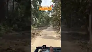amazing tiger sighting😰👍 Wait for last🐅😨 #wildlife #shortvideo #nature #documentary