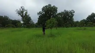 Mango orchard project under &lsquo;Lakhpati Didi&rsquo; scheme transforms rural livelihoods in Sukma