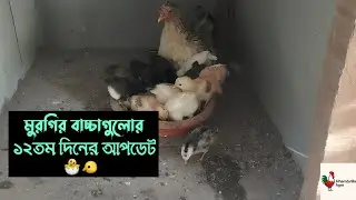 মুরগির বাচ্চাগুলোর ১২তম দিনের আপডেট 🐣🐤 #মুরগির_বাচ্চা #chicken #poultry