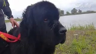Reef, il cane più bravo al mondo a salvare gli esseri umani