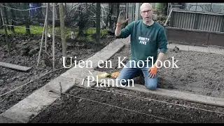 Ui en Knoflook Planten in de moestuin