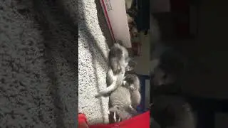 Play Nice