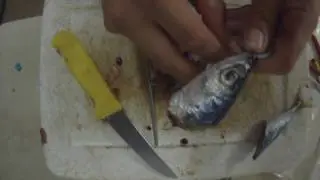 Blaynes Wrapped Mackeral Cutlets