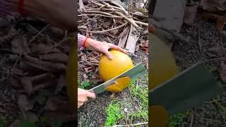 Harvesting golden coconuts with very thick coconut meat
