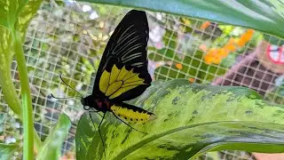 Dubai butterfly garden