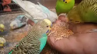 Beautiful Budgies Singing and Eating | Love Birds Breeding Pair |budgies​ #parakeet​ #layingegg​