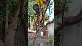 Swaraj skills of monkey | Prat 1|#hanuman #trendingshorts #song #skills #viralshorts 🐒🐒