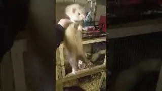 The ferret kits all grown up