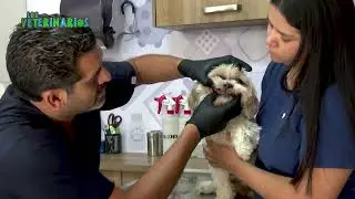 LOS VETERINARIOS RTQ (PETS CORNER)