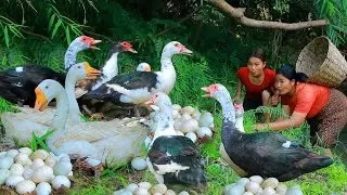 Women Catch Duck egg and Goose at river - Fried Duck egg and Goose for dog Eating delicious HD