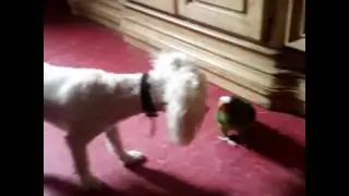perico y perro